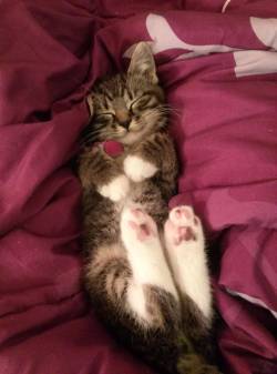 awwww-cute:  The happiest kitten ever