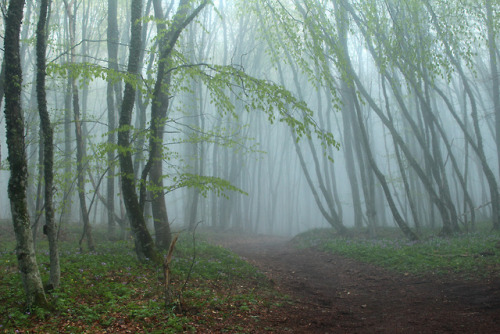 90377: Misty forest (Туманный лес) by Александр Леоненко