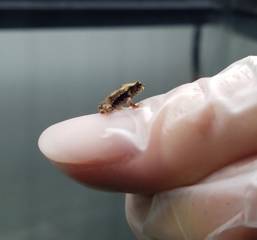 hope-for-the-planet: aquadraco20: typhlonectes: This tiny toad is the world’s first Puerto Ric