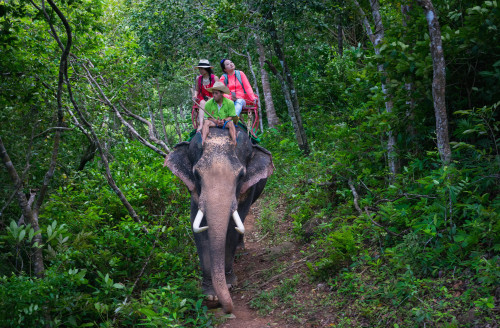 Elephant trekking, Krabi, Thailand