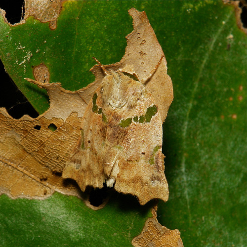 sinobug:Chinese Insects and SpidersIMAGES (top to bottom), linked to their respective Flickr page: