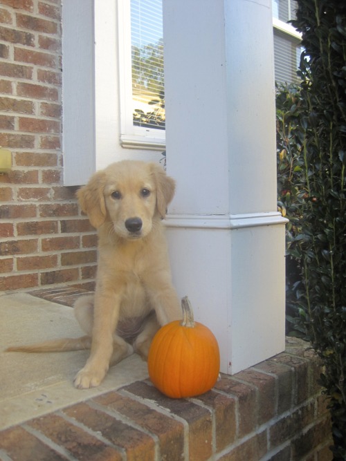 guidedogintraining:
“ 11 months of Stella.
2 months old to 13 months old.
”