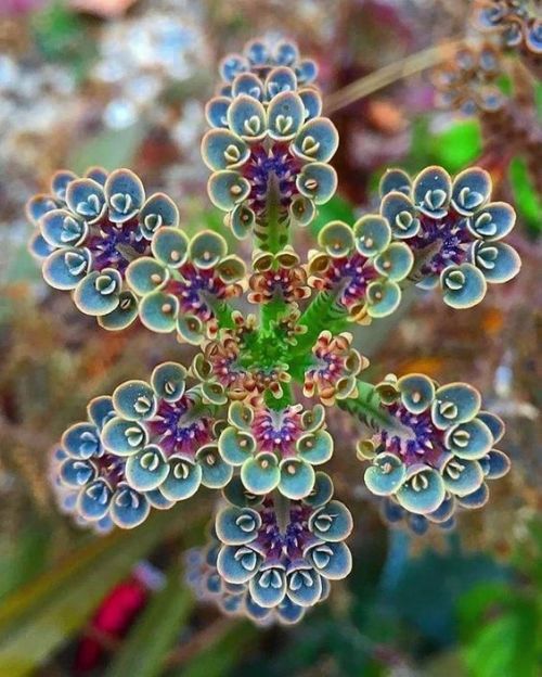 dameofgroans: beautyandtheharpsichord: Succulent Plant “Kalanchoe” I just looked this sh