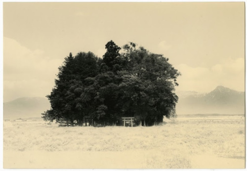 jhlumyk:I am often intrigued by groves of trees that stand alone in pastoral settings, as if they we