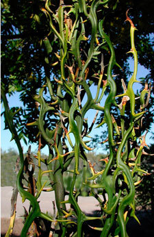 Photo of the plant in question from the same page as the quote, the Plant of the Week post for February 9, 2007