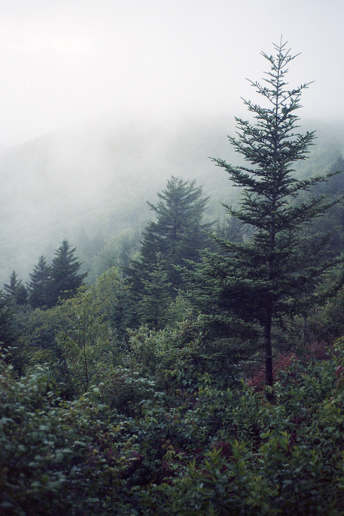 natureac:Take The 52 Week Photo Challenge or Check Out DSLR cameras here