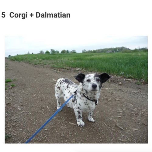 babyanimalgifs: 10 Adorable Photos of Corgis Mixed With Other Dog Breeds :D eeeee~! <333