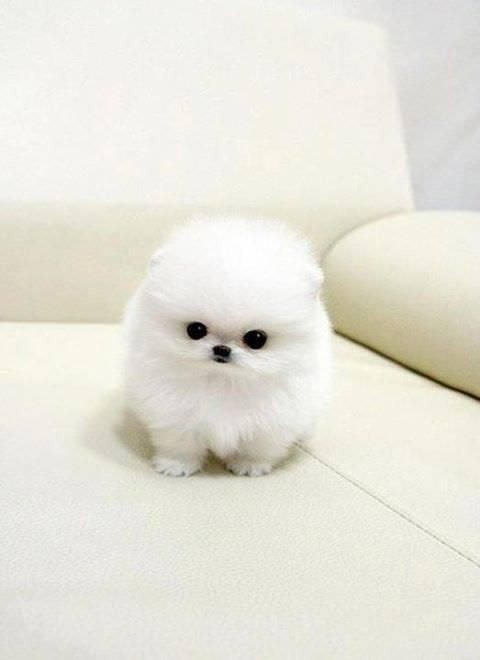 Tiny Animals That Are So Adorable - more picture-