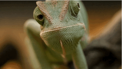 npr:  kqedscience:    Chameleons don’t change color to match their environment;