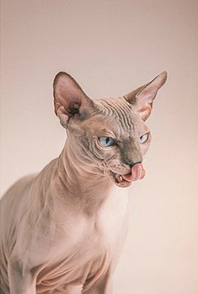 salntlaurent:  Photographer Celeste Martearena