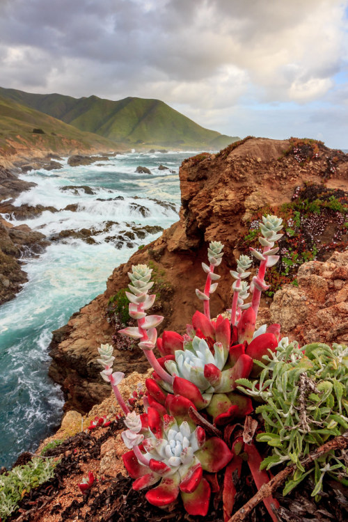 expressions-of-nature:Big Sur, CA by Rod Heywood