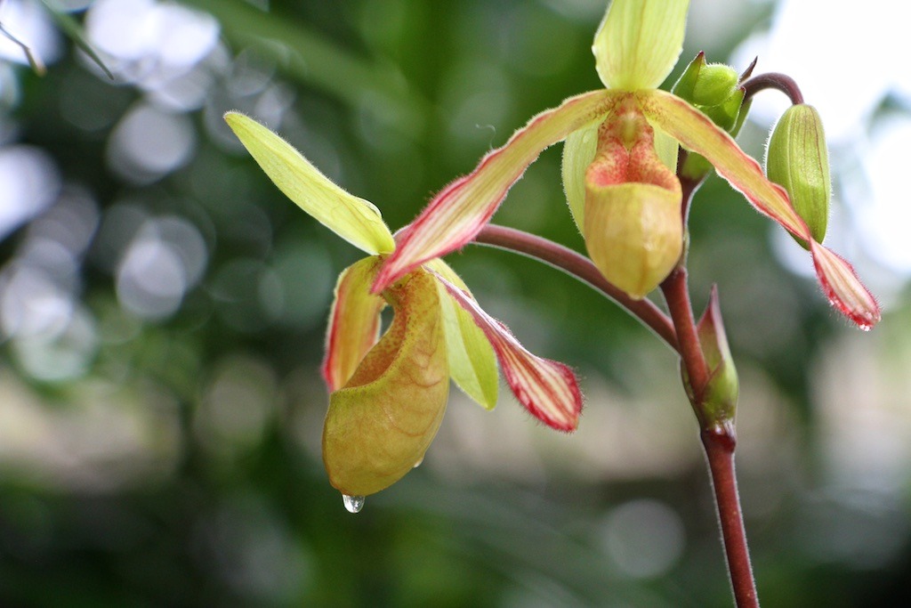 Como Conservatory Ladyslipper Orchids “Truly, we live with mysteries too marvelous to be understood…Let me keep my distance, always, from those who think they have the answers. Let me keep company always with those who say, ‘Look!’, and laugh in...