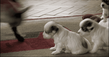 babyanimalposts:  feeling sad? you need this blog on your dash!