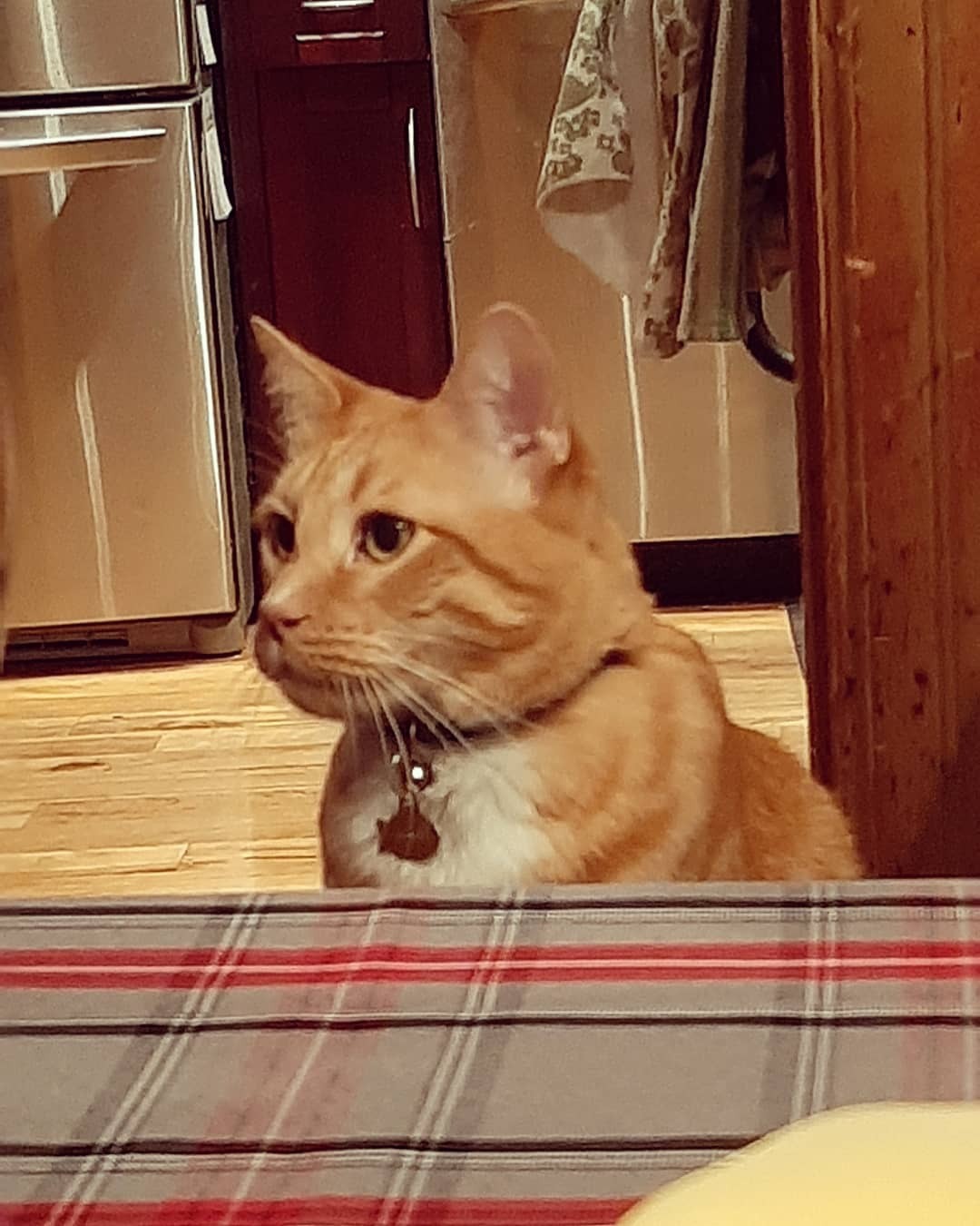 officialqueer:krawdad:officialqueer:officialqueer:This photo of my brother’s cat trying to jump on the dinner table at Christmas feels like a Normal Rockwell painting.He just wants to be included!!(He’s got an Insta btw).This is so funny,