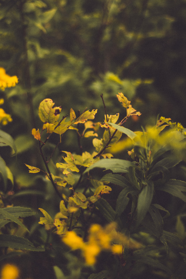 And here comes again the cradle of September, dripping with honey and wine // Part 15