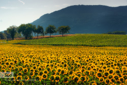 morethanphotography:  Sunny Days by OlivierRentsch