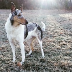 theroanandthebay:Sometimes I am stunned by my own dog’s beauty. I took this picture on this morning’s walk and when I looked at it later it took my breath away a little bit. I love the sun rays.