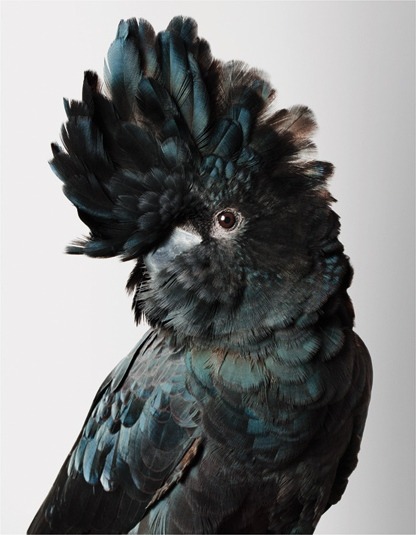  Biloela — Wild Cockatoos, Leila Jeffreys 