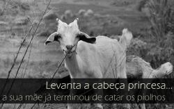 luck-land:  derpet