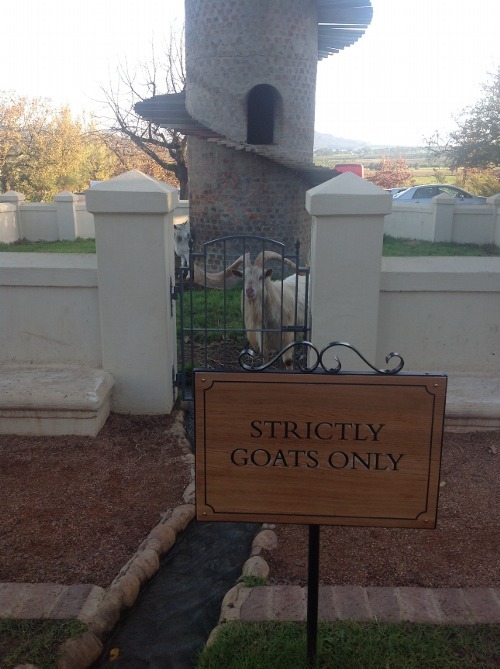 boo-author:babygoatsandfriends:Some day maybe us humans, too, can ascend.…the tower from Goat