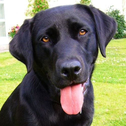 dogaesthetics: sirfrogsworth: This is Bazz the Beekeeper. A black lab who is specially trained to sniff out disease in bee hives. In Australia the bees do not stay inside and it isn’t safe for Bazz to go in sniffing without protection. So his owner