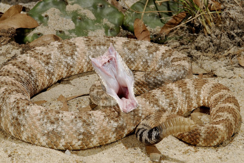 exotic-venom:(Crotalus mitchellii pyrrhus) southwestern speckled rattlesnakeCrotalus mitchellii veno