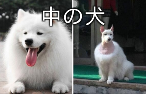 terminallycapricious: pussysista: thepeaces: 中の犬 │画像にひとこと付けて遊ぶサービス『ひとこと！』 No NO
