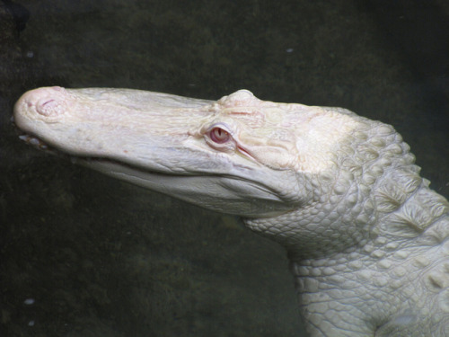 dropsofmysoul: Albino Alligator