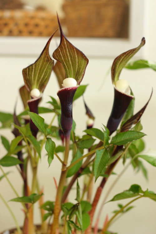 An exhibition of Japanese plants 