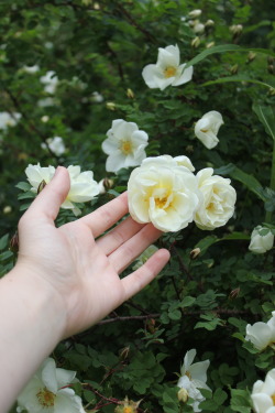 plantcosmos:  these roses smelled so nice !! 
