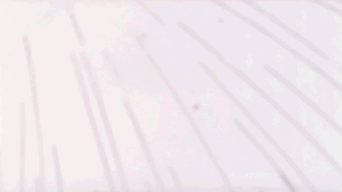 The Human Instrumentality Project