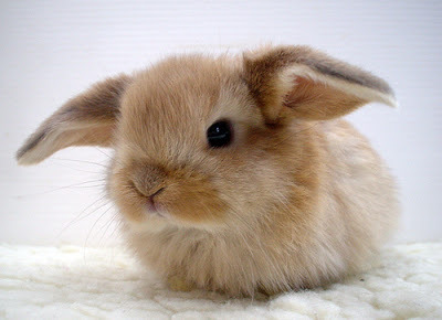 veinsareamaptoyourheart:  Hey, so stop your scrolling for a bit think about baby bunnies, and how they actually exist. Like, they’re just little balls of fluff?   with tiny, itty-bitty noses and whiskers,  and little precious paws.  they can have ears