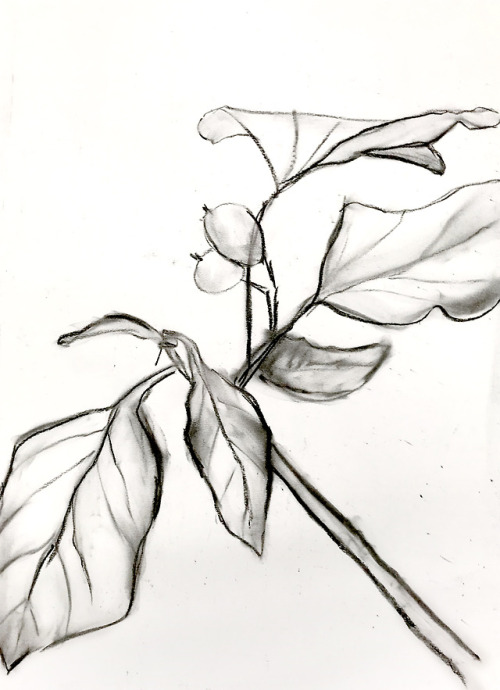 ivy (charcoal)