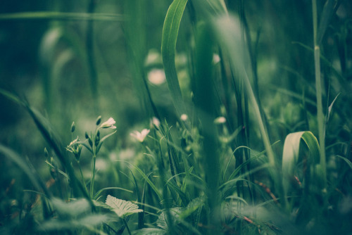 drxgonfly:Connectedness (by Nina Lindfors)