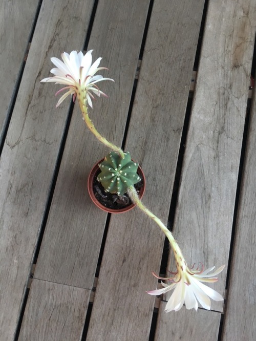 greenlook-garden:  This cactus produces so many huge flowers, but can’t decide in which directionEste cactus produce muchas flores enormes, pero no puede decidirse en qué dirección hacerlo