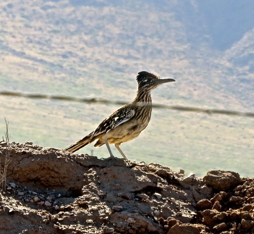 birdsbirdsbirds–andperhapsapug:Greater Roadrunner–Roadrunner Once, Roadrunner Twice. Portal, A