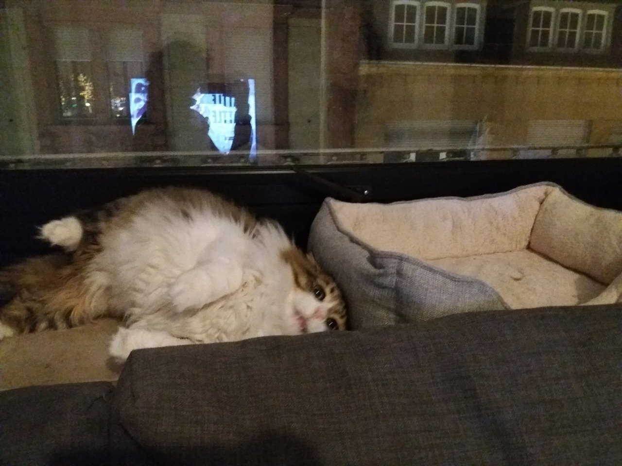 catsbeaversandducks: Boo is so close to figuring out the purpose of a cat bed…Photo/caption
