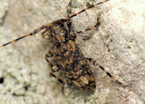coolbugs: Bug of the DayFound this small longhorned beetle, Astyleiopus variegatus, hanging out unde