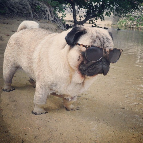 It&rsquo;s Saturday, so don&rsquo;t forget to be cool #nutellothepug #pug #dog #cool #nature #una #u