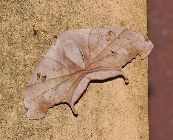 mothmyspace:dysdaemonia boreasdead-leaf mothlocation: mexico and central america