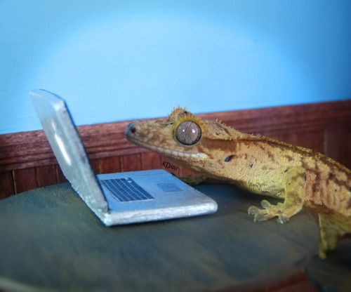 rate-my-reptile:kdart9:Zimorian at the coffee shop! Such a hipster!(i handmade the set and all props