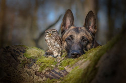 roachpatrol:  archiemcphee:Today the Department of Unexpected Interspecies Friendship is sighing happily while looking at these awesomely adorable photos of a pair of BFFs who happen to be a Little Owl named Napoleon, aka Poldi, and a Belgian Malinois