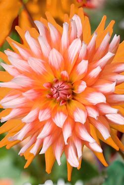 flowersgardenlove:  ~~Dahlia ‘Orange Tur Beautiful gorgeous pretty flowers 