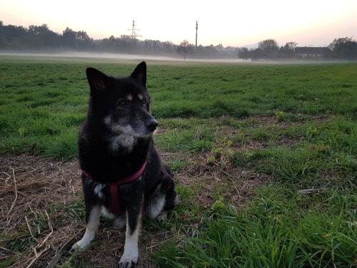 26th October 2019: Aika is a very good girl and always looking for treats.