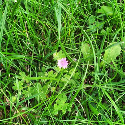 Petite #fleur ;-) A #pink #flower In #Stadtgarten #Dortmund 23.7.15 #latergram (en Dortmund Stadtgarten)