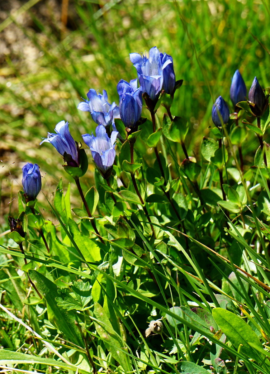 Mountain bog gentian (Gentiana calycosa) blooms late in the season, and is often seen as a herald of autumn. Its deep blue-purple blooms coil into tight buds at night and then unfurl during the day. One theory is that the blooms close to protect...