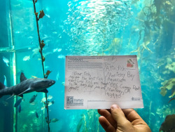 montereybayaquarium:The fishes loved receiving this anonymous postcard from a fan! Send us your postcards to your favorite animal and we will read it to them!