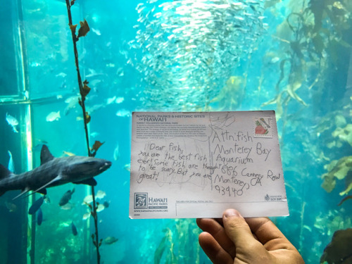 annleckie: buetterfliege: montereybayaquarium: The fishes loved receiving this anonymous postcard fr