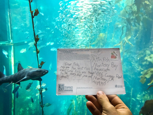 Porn photo montereybayaquarium:The fishes loved receiving