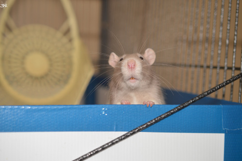 3milysrats:whisper i don’t even understand why you look at me like that, your eyes are pointed in al